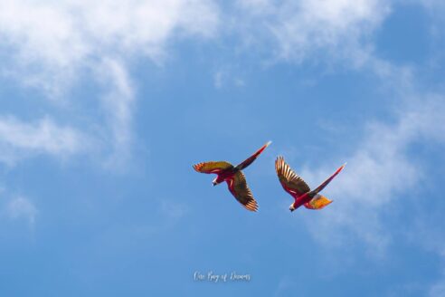 Macaws in Corcovado National Park