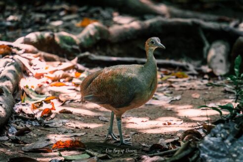Bird in Corcovado National Park