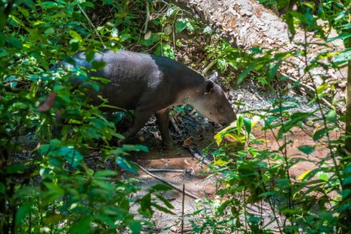 Taipir in Corcovado National Park