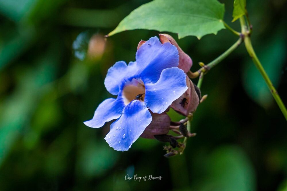 Flower in Puerto Viejo de Talamanca in Costa Rica