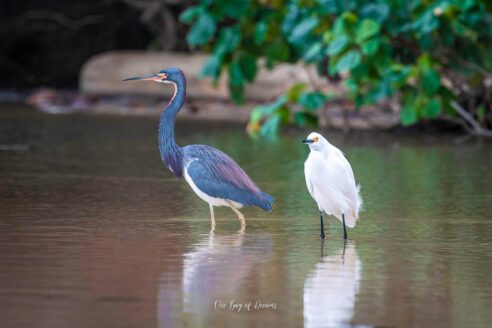 Birds in Punta Uva in Puerto Viejo