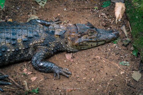 Crocodile at Jaguar Rescue Center in Puerto Viejo