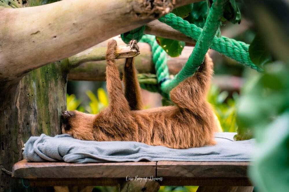 Sloth at Jaguar Rescue Center in Puerto Viejo Costa Rica