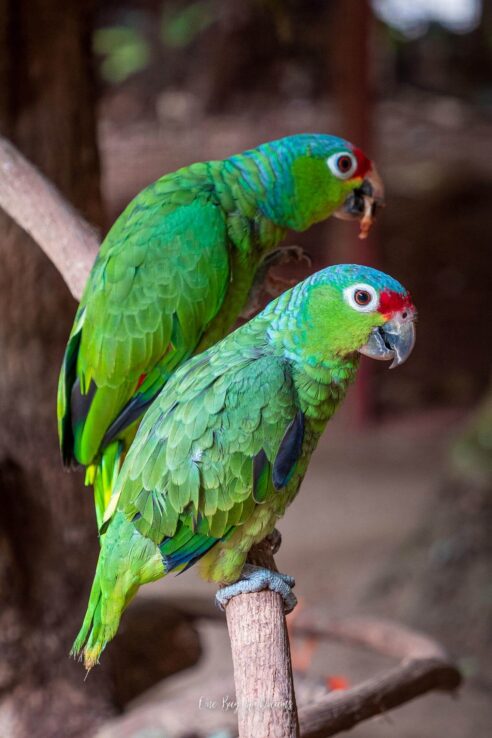 Parrots at Jaguar Rescue Center in Puerto Viejo Costa Rica