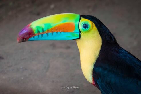 Toucan at Jaguar Rescue Center in Puerto Viejo