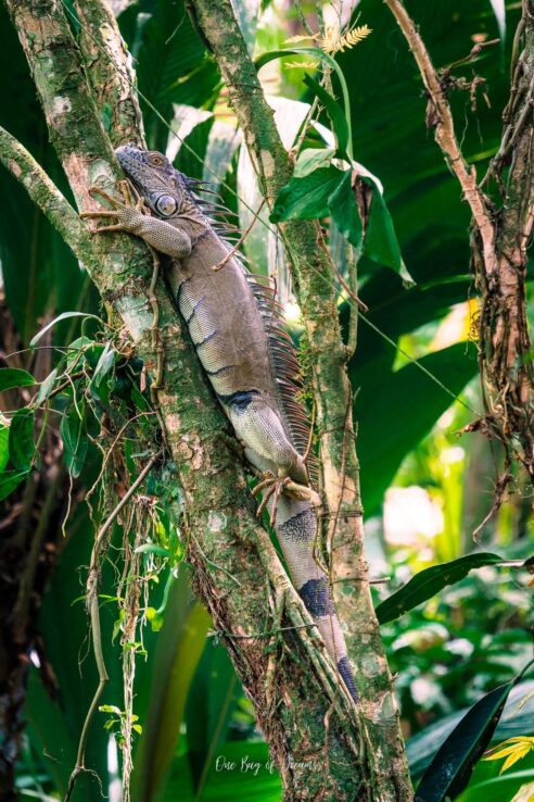 Iguana at Jaguar Rescue Center in Puerto Viejo Costa Rica