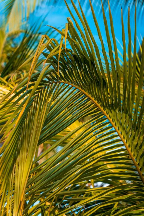 Palm Trees at Manzanillo in Puerto Viejo