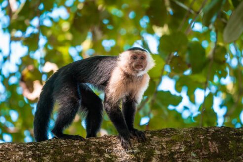 Capuchin Monkey in Cauhita National Park in Costa Rica