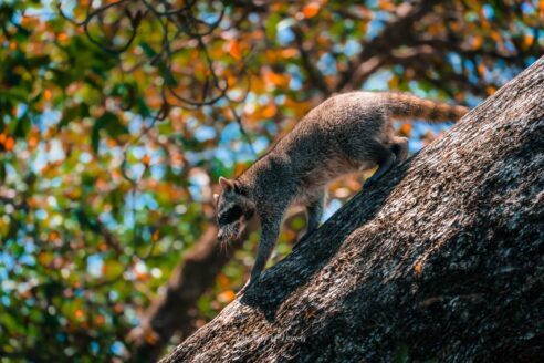 Racoon in Cauhita National Park in Costa Rica