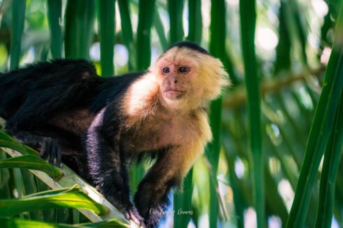Capuchin Monkey in Punta Uva in Puerto Viejo