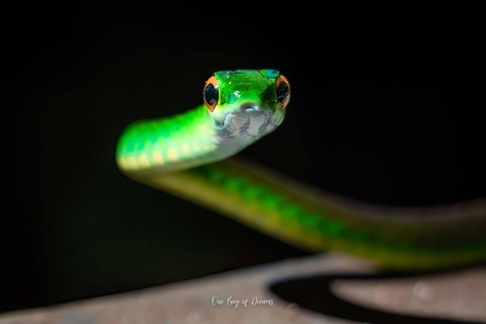 Snake in Cauhita National Park in Costa Rica
