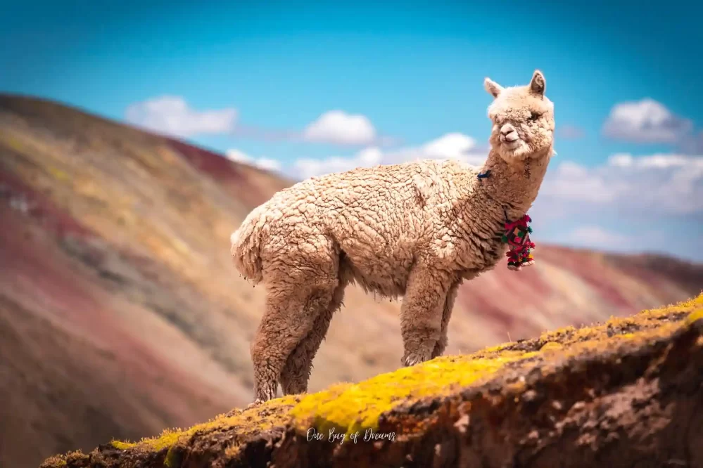 Alpaca at Rainbow Mountain