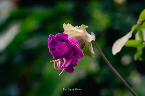 Flower on Salkantay Trek