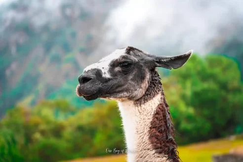 Lama at Machu Picchu