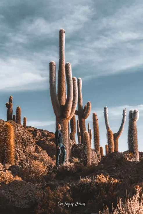 Giant Cacti in the Saltflats of Uyuni