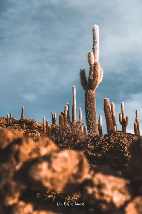 Giant Cacti in the Salar de Uyuni