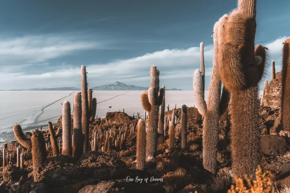 Giant Cacti in the Salar de Uyuni