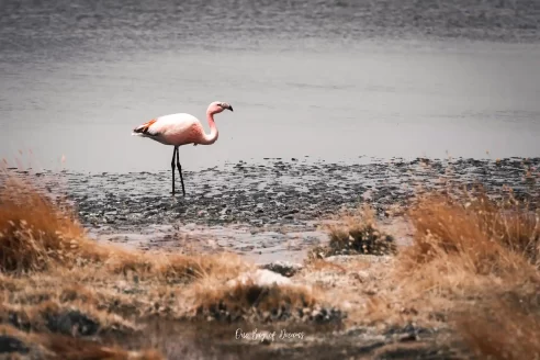 Flamingo in a Lagoon