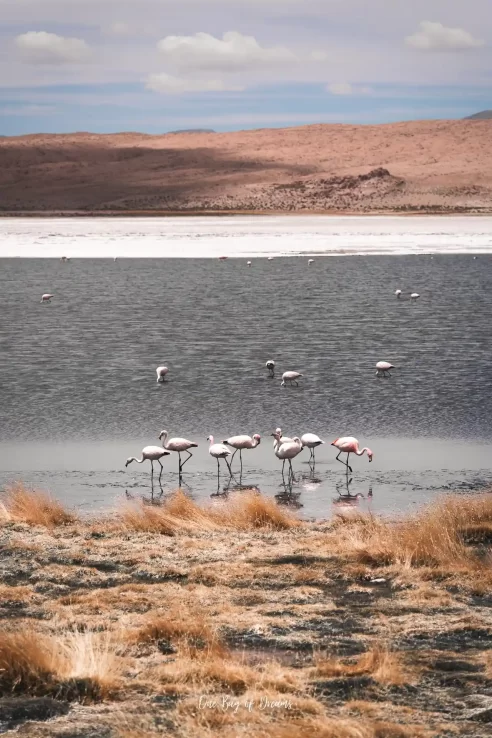 Flamingo in Uyuni How to Visit