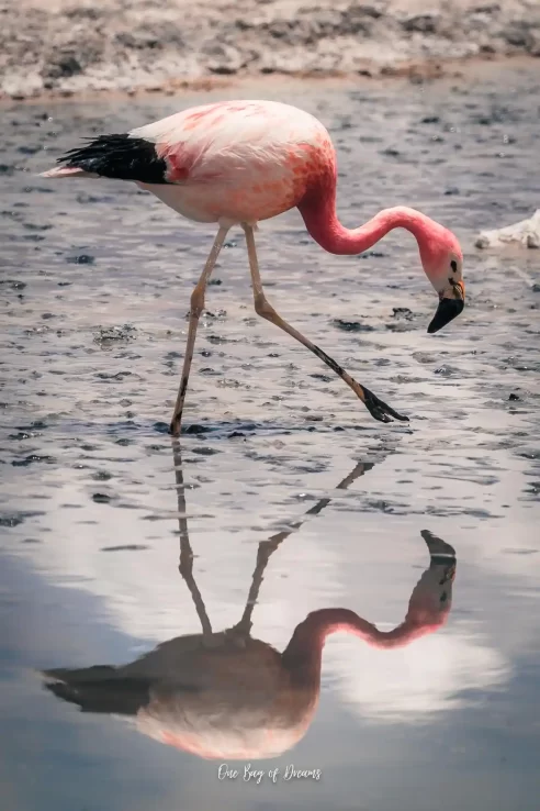 Flamingo in Uyuni