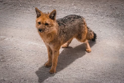 Zorro Andino in Uyuni