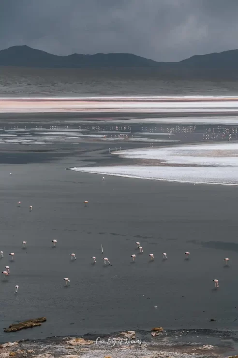 Laguna in Uyuni with Flamingos