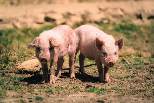 Pigs near Copacabana