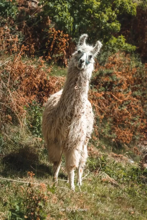 Llama on Isla del Sol