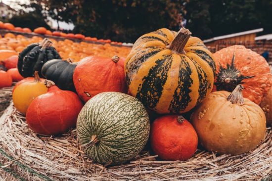 Pumpkins at the worlds largest pumpkin exhibition