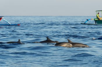 Dolphins at Lovina