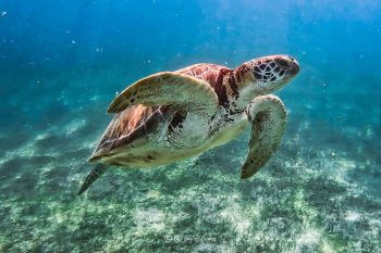 Turtle at Akumal Beach